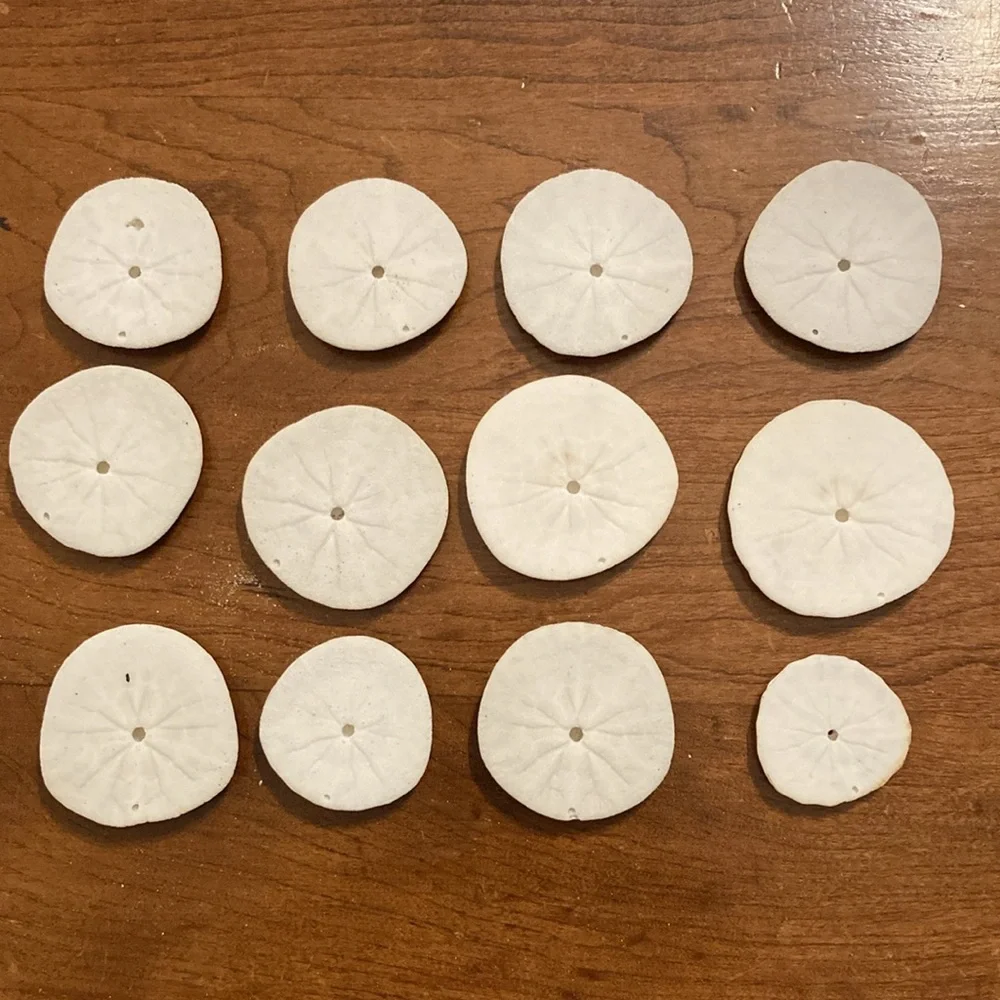 12 Real sand dollars